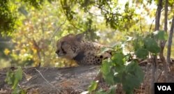 The cheetahs spent their first three weeks in an enclosure before being released into Liwonde National Park in Malawi.