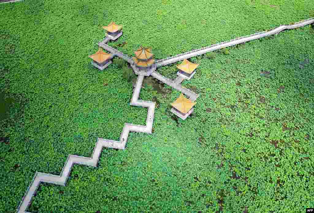 Lotus plants surround a pagoda in a lake in Anlong County, in China&#39;s Guizhou province, June 10, 2017.