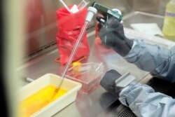 FILE - In this March 19, 2020, photo scientist Andrea Luquette cultures coronavirus to prepare for testing at U.S. Army Medical Research and Development Command at Fort Detrick in Frederick, Md.