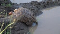 Une réserve privée sud-africaine réintroduit des pangolins saisis par les douanes