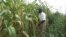 Mystery Maize Disease Strikes Kenya Farms
