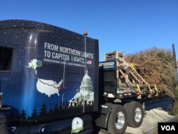 今年的国会圣诞树来自阿拉斯加。（美国之音杨晨拍摄）