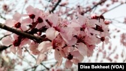 Մարտի 20-ին նշվող Երջանկության միջազգային օրվա կապակցությամբ հրապարակված հարցումների համաձայն՝ Հայաստանը 121-երրորդն է միայն: