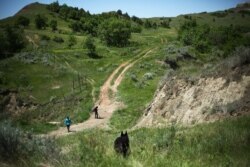 Lissa Yellowbird-Chase, son Micah, lead a search party at the Fort Berthold Indian Reservation in west North Dakota, Saturday, June 13, 2015. Photo by journalist/photographer Kalen Goodluck.