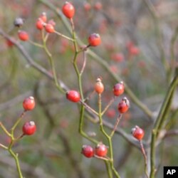 Rose hips are sweet and high in vitamin C.