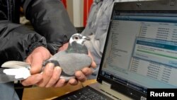 In this 2009 file photo, Winston, a carrier pigeon, is held in front of a laptop computer which is downloading data from a memory card in Durban, South Africa. A South African information technology company proved it was faster for them to transmit data with Winston the pigeon than to send it using Telkom, the country's leading internet service provider.