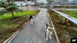 This photo taken by Timothy Mousseau shows dogs in the Chernobyl area of Ukraine on October 3, 2022. (Timothy Mousseau via AP)