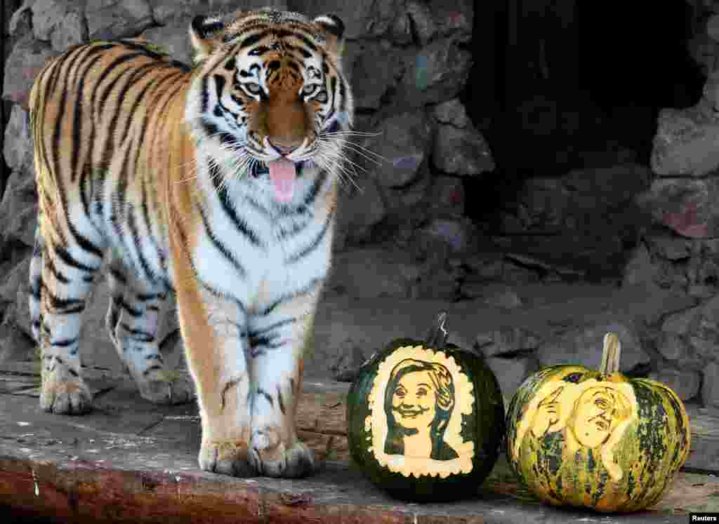 Yunona, a four-year-old female Amur tiger, stands near pumpkins with faces of U.S. presidential nominees Hillary Clinton and Donald Trump as it predicts the result of U.S. presidential election, at the Royev Ruchey zoo in Krasnoyarsk, Siberia, Russia.