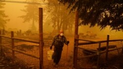 George Coble carries a bucket of water to put out a tree still smoldering on his property destroyed by a wildfire Saturday, Sept. 12, 2020, in Mill City, Ore. (AP Photo/John Locher)