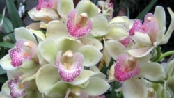 Furannin kallo na Orchids a gandun furanni ake cewa Botanic Garden. 