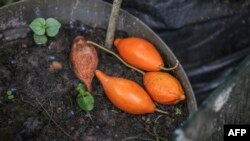 Des fruits de la pante d'iboga, à Libreville, le 17 février 2018.