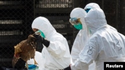 A health worker removes a dead chicken at a wholesale poultry market in Hong Kong, Jan. 28, 2014.