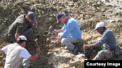 The excavation team works to remove skeleton parts of Peregocetus, in Playa Media Luna, in Peru's desert-like Pisco Basin. (Pisco Basin, Peru). (Photo: C. de Muizon/Royal Belgian Institute of Natural Sciences)