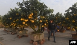 These grapefruit trees on sale near Hanoi, Vietnam.