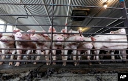 FILE -Pork is one U.S. farm product that has fallen in value since a 62 percent Chinese tariff was imposed. “Once that tariff went on, the pork stopped going into China. ... That market just disappeared,” said Brian Duncan, a farmer in Polo, Illinois. Pictured are young hogs at a Farm in Farmville, N.C., July 21, 2017.