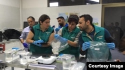 The rescued Loa Water Frogs (Telmatobius dankoi) at the National Zoo of Chile. (Photo by National Zoo of Chile)