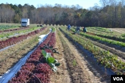 Fields of produce at Garner's Produce in Warsaw, Virginia. (N. Papadogiannakis/VOA)