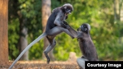 Highly Commended: 'This is Sparta' - Sergey Savvi - Russia. (Comedy Wildlife Photography Awards)