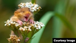 WINNER of the Alex Walker's Serian On The Land category "The Laughing Dormouse" by Andrea Zampatti. (© Andrea Zampatti/Comedy Wildlife Photo Awards)