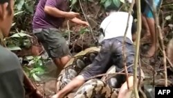 Warga berusaha menangkap ular piton.