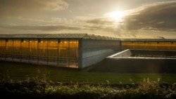 In this Friday Nov. 29, 2019, image, Plants grow with artificial lights and regulated climate conditions in greenhouses near Gouda, Netherlands, Friday, Nov. 29, 2019. (AP Photo/Peter Dejong)