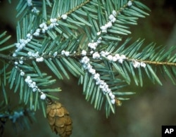 FILE - This undated file photo provided by the U.S. Forest Service shows egg masses of the hemlock woolly adelgid. Scientists say climate change is a contributing factor.