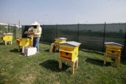 Urban Beehives, Milan