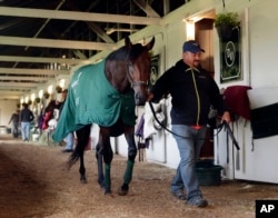 A hot walker takes Nyquist for a walk after a workout at Churchill Downs in Louisville, Ky., May 6, 2016.