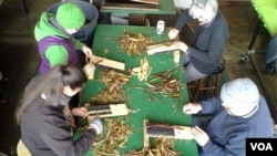 The inner bark of paper mulberry trees, native to Korea, is used to make Hanji. Here, branches are being stripped. (June Soh/VOA)