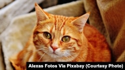 Red tiger domestic cat