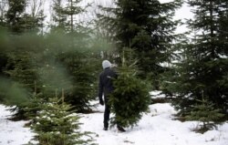 Seorang pria menarik pohon Natal yang telah dipotongnya di perkebunan pohon Natal Unterweikertshofen dekat Munich, Jerman, 11 Desember 2021. (REUTERS/Lukas Barth)