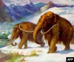 Dugodlaki mamuti, koji su izumrli pre 5 hiljada godina, nastanjivali su velike oblasti na severu Azije