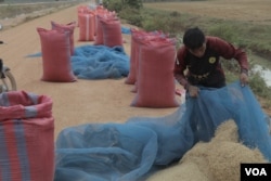 A farmer collects and packages his rice along a local road in Banteay Meancheay province, on Feb. 23, 2019. This year rice farming in the province was affected by drought and lack of reserved water in the reservoir. (Sun Narin/VOA Khmer)