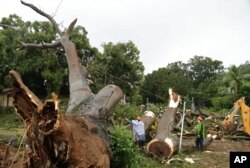 Workers cut a tree that fell and killed a boy outside a school in Panama City, Tuesday, Nov. 22, 2016. Civil defense officials in Panama say the country has already seen three deaths blamed on late-season Tropical Storm Otto.