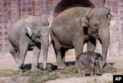 A baby elephant walks together with his family during his first public trip in the Leipzig Zoo in Leipzig, Germany, March 22, 2019. (AP PHOTO)