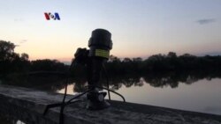 Sindrom Hidung Putih Ancam Populasi Kelelawar