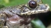 Reptiles, Amphibians in US Succumbing to Deadly Ranavirus