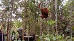 10 Indonesian Orangutans Set Free