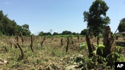 រូបឯកសារ៖ ដើមឈើ​មួយ​ចំនួន​ត្រូវ​បាន​គេ​កាប់​នៅ​ក្បែរ​ទីក្រុង Juba ប្រទេស​ស៊ូដង់​ខាង​ត្បូង ថ្ងៃទី១៤ ខែកក្កដា ឆ្នាំ២០១៧។ 