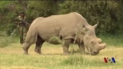 2016年，动物保护的喜与忧