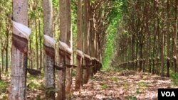 កៅ​ស៊ូ​ដែល​ត្រូវ​បាន​ចៀរ​យក​ជ័រ​ នៅ​ក្នុង​ចំការ​មួយ ក្នុង​ស្រុក​ពេជ្រាដា​ ​ខេត្ត​មណ្ឌល​គិរី ​ថ្ងៃ​ទី១០​ ខែ​មីនា ឆ្នាំ​២០១៥។ ខេត្ត​មណ្ឌល​គិរី​គឺ​ជា​ខេត្ត​ដែល​មាន​ផ្ទៃ​ដី​ធំ​ជាង​គេ​នៅ​ក្នុង​ប្រទេស​កម្ពុជា​និង​គ្រប​ដណ្តប់​ដោយ​ព្រៃ​ឈើ​ ប៉ុន្តែ​មាន​ប្រជាជន​តិច​ជាង​គេ​ ហើយ​ភាគ​ច្រើន​គឺ​ជា​ជនជាតិ​ព្នង។​ (នូវ​ ពៅ​លក្ខិណា​/VOA)