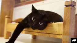 (ที่มา:เอพี)