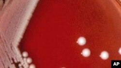 Carbapenem-resistant Klebsiella pneumoniae bacteria