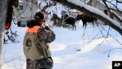 In this Friday, Feb. 23, 2018, photo, Dave Battle of the Alaska Department Fish and Game waits for a moose to move off after firing a dart into its side that's designed to obtain a skin sample in Anchorage, Alaska. (AP Photo/Dan Joling)