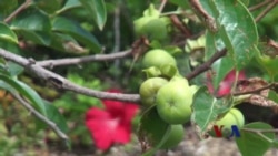 从农场到厨房：华盛顿地区可持续食物景观