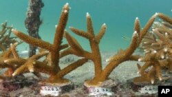 Arhiva - Korali u uzgajalištu u Jugoistočnom univerzitetu Nova, u blizini Fort Loderdelu, Florida.