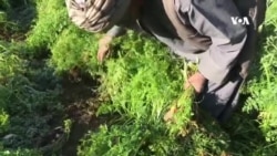 کندهار کې کروندګر د خپلو حاصلاتو د پلورلو د ټېټې بیې له امله اندیښمن دي