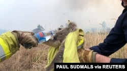Petugas memberikan air minum untuk koala yang berhasil mereka selamatkan di Jacky Bulbin Flat, New South Wales, Australia, 21 November 2019. (Foto: dok).