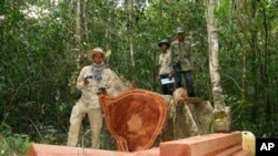 រូបភាព​នេះត្រូវ​បានថតនៅថ្ងៃទី៦ កុម្ភៈ ២០១២ ដែល​ផ្តល់ដោយ​មជ្ឈមណ្ឌល​សិទ្ធិមនុស្សកម្ពុជា លោកឈុត វុទ្ធី ឈរនៅខាង​ឆ្វេង​ជិត​ដើមឈើ​មួយដើម​ទើប​ត្រូវ​បាន​គេ​កាប់​ក្នុង​ព្រៃមួយក្នុង​ខេត្ត​កំពង់ធំ នៅ​ភាគ​ខាងជើង​ពីទីក្រុង​ភ្នំពេញ នៃ​ប្រទេស​កម្ពុជា។ (AP Photo/The Cambodian Center for Human Rights)