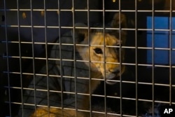Sara the lion cub sits in a crate before being loaded on a yacht at the Dbayeh sea port, north of Beirut, Lebanon, Nov. 14, 2024.